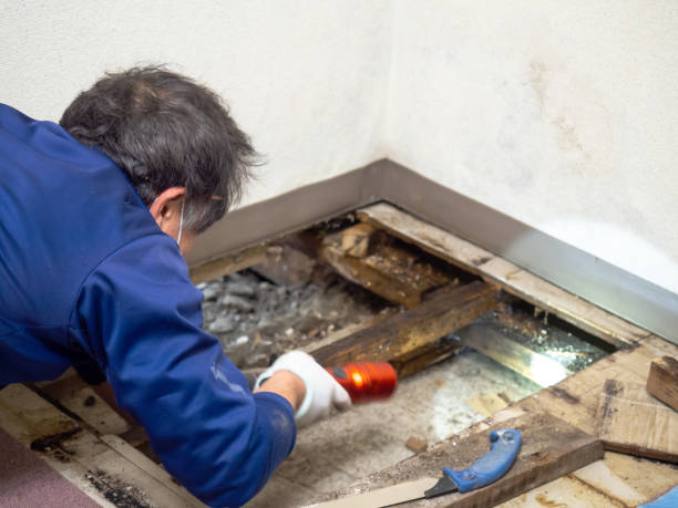 Best Fast Mold Removal  in Andusia, AL
