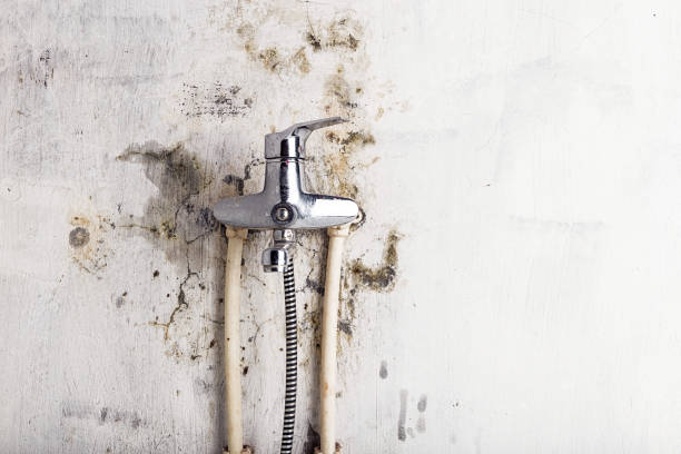 Best Mold Testing  in Andusia, AL