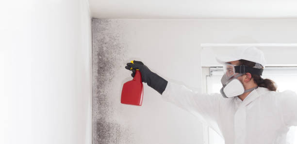 Home Mold Removal in Andalusia, AL