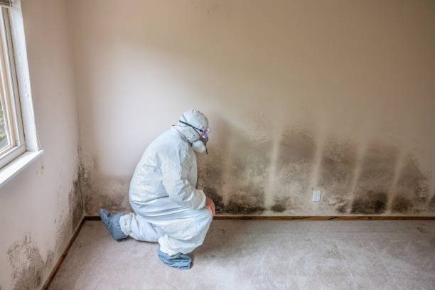 Best Emergency Mold Removal  in Andusia, AL