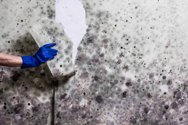 Best Certified Mold Removal  in Andusia, AL