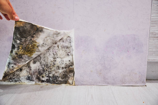 Best Attic Mold Removal  in Andusia, AL